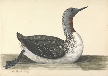 A Red Throated Diver, June | Free Photo - rawpixel