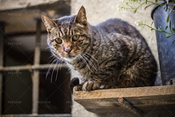 A Resting Cat