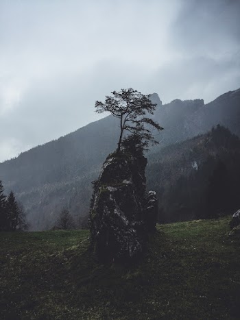 A Rock With A Plant 