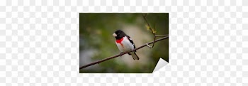 A Rose-breasted Grosbeak Çıkartması Pixerstick • Pixers® - Rose Breasted Grosbeak