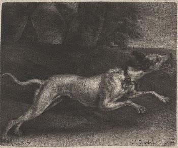 A Running Dog | Free Photo - rawpixel