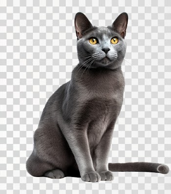 A Russian Blue Cat - PNG transparent background