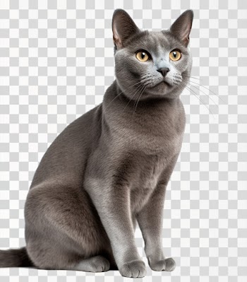 A Russian Blue Cat - PNG transparent background