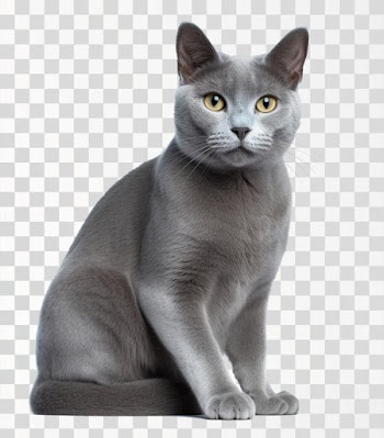 A Russian Blue Cat - PNG transparent background