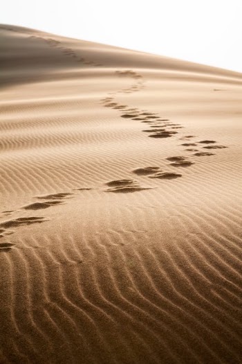 A Sand Dune in the Desert · Free Stock Photo