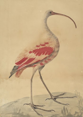 A Scarlet Ibis | Free Photo - rawpixel