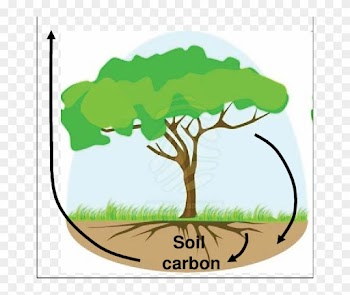 A Schematic Presentation Of A Model-based Soil Carbon - Tree With Roots