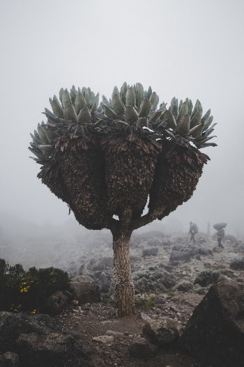 A senecio tree is one of many beautiful sights along the way to the top of Kilimanjaro!