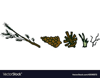 a set of forest spruce with an outline branch