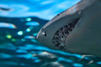 A shark at Ripley's Aquarium in Myrtle Beach, South Carolina.