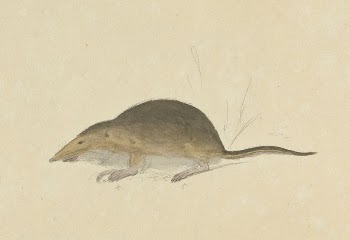 A Shrew | Free Photo - rawpixel