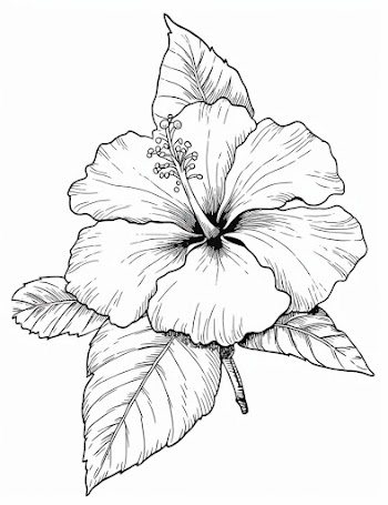 A simple black and white line drawing in the pictorial style of a hibiscus flower