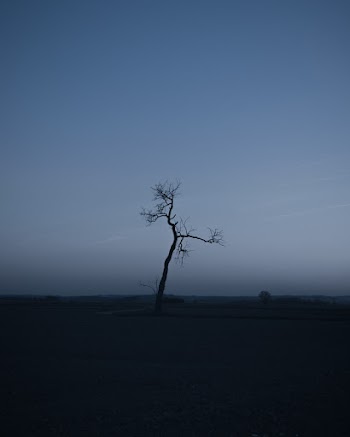 A Single Leafless Tree Standing In The Middle Of The Plains At Night