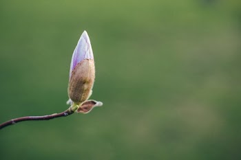 A Single Pink Magnolia About To Bloom