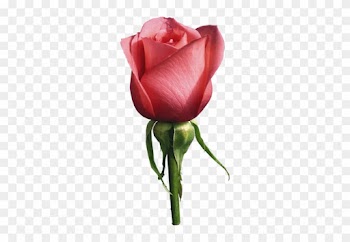 A Single Red Rose Promises Devotion And Love - Rose Photography Png