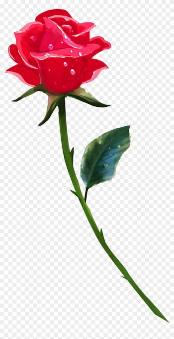 A Single Rose By Brookegillette A Single Rose By Brookegillette - Single Rose Flower Hd Png