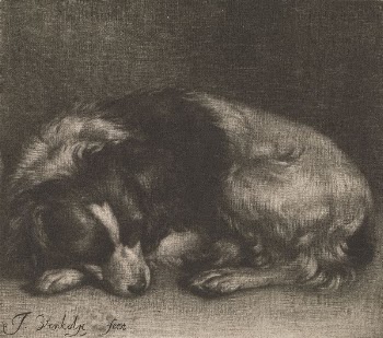 A Sleeping Dog | Free Photo - rawpixel