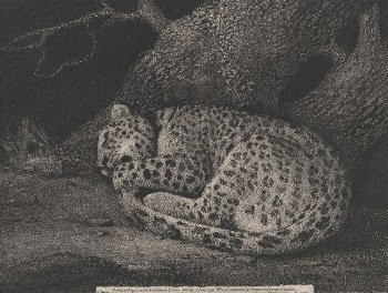 A Sleeping Leopard by George | Free Photo - rawpixel