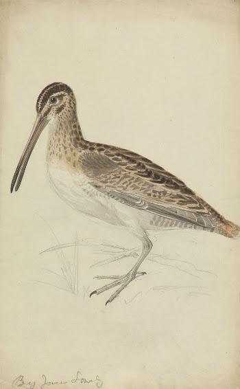 A Snipe | Free Photo - rawpixel