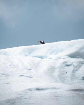 A solo penguin poking his head out while sitting on top of an iceberg in Antarctica.