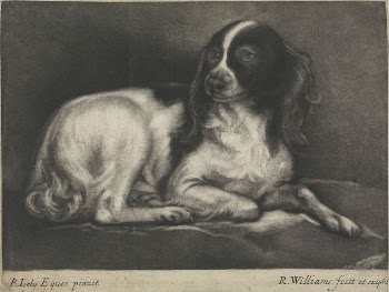 A Spaniel | Free Photo - rawpixel