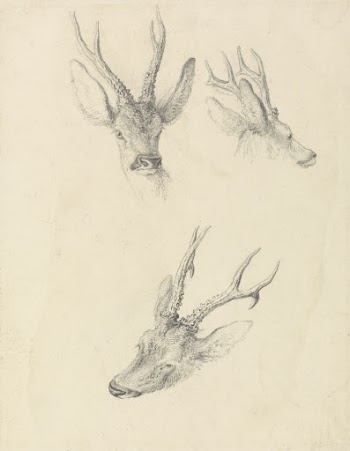 A Stag's Head: three studies | Free Photo - rawpixel