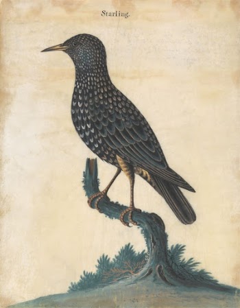 A Starling | Free Photo - rawpixel