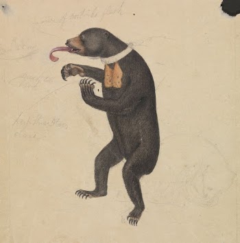 A Sun-Bear | Free Photo - rawpixel