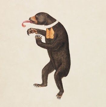 A Sun&ndash;Bear painting (1756&ndash;1822) by James | Free Photo Illustration - rawpixel