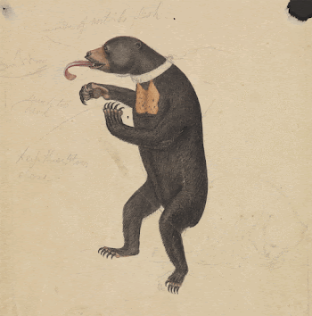  A Sun&ndash;Bear painting in high | Free Photo - rawpixel