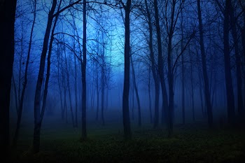 A surreal blue foggy forest.