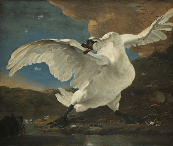 A swan protects her nest | Free Photo - rawpixel