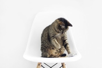 A tabby cat sitting in a white | Free Photo - rawpixel