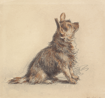  A Terrier Sitting, Looking | Free Photo - rawpixel