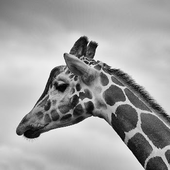 A thoughtful black-and-white photo of a giraffe's | Free Photo - rawpixel