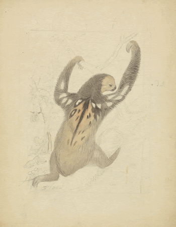 A Three&ndash;fingered Sloth painting in high | Free Photo - rawpixel