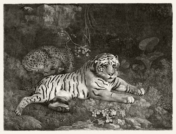 A Tiger and a Sleeping Leopard (1788) by… | Free public domain illustration