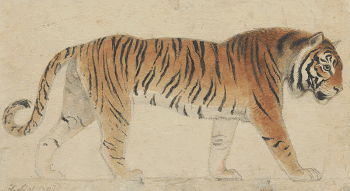 A Tiger, Full-Length, in Profile, | Free Photo - rawpixel