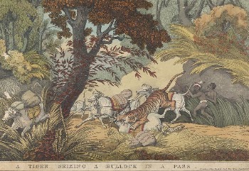 A Tiger Seizing a Bullock | Free Photo - rawpixel