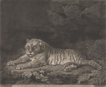 A Tigress | Free Photo - rawpixel