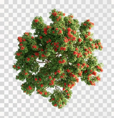 A top-down view of an entire realistic green tree with red f