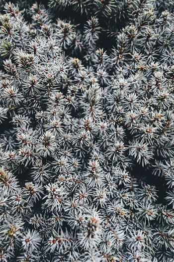 A top view of the prickly branches of a pine tree in Romsey