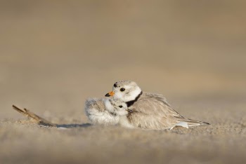 A touching moment as a tiny Piping Plover chick snuggles into its parent on a sandy beach in the early morning sunlight.