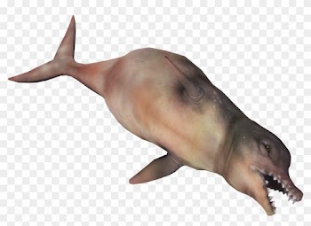 A Transparent Reality Essay 1 Emerson's Transparent - Common Bottlenose Dolphin