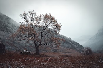 A Tree With Autumn Leaves At The Foot Of A Hill