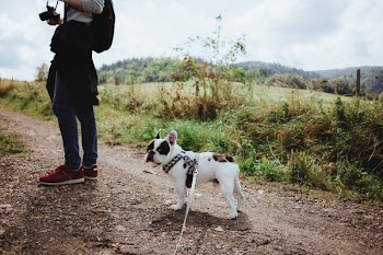 A trip in the mountains with a dog 2