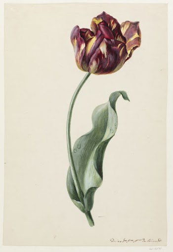 A tulip with flaming petals | Free Photo - rawpixel