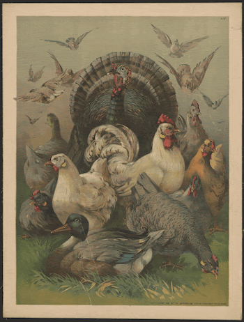 [A turkey placed in the center | Free Photo - rawpixel
