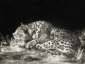 A Tyger: A Sleeping Cheetah (1788) by George… | Free public domain illustration