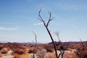 A Vast Desert Under a Clear Sky